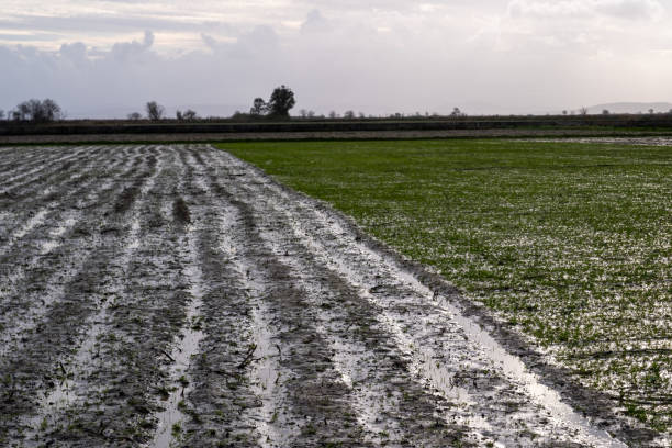 Flooded muddy field with crops growing under a cloudy sky, suggesting the challenges of agriculture