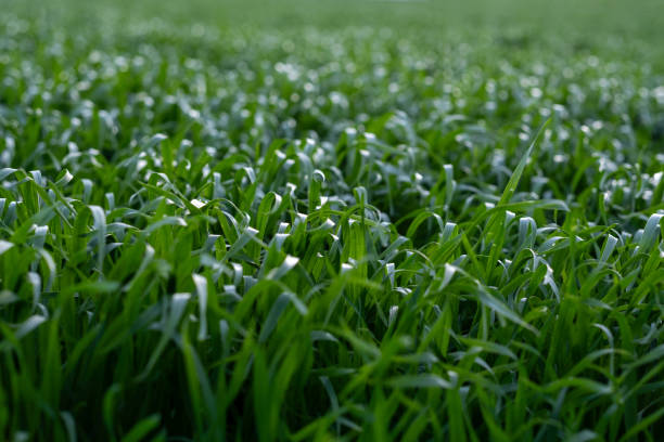 Vibrant green grass thrives in a field, creating a tranquil natural scene