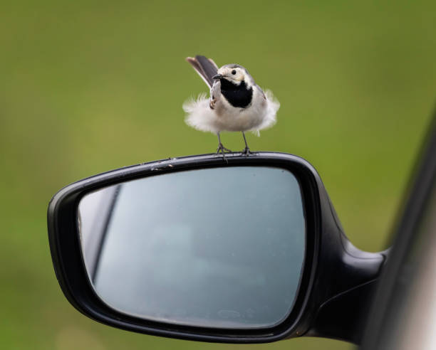 istock white wagtail bird standing on car mirror on spring day in park with tail up 2202334928