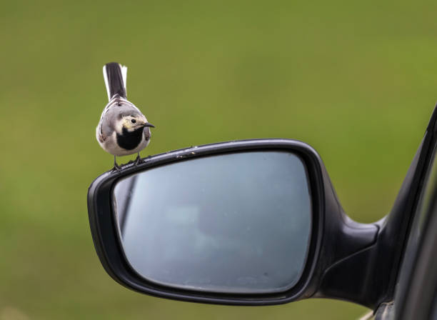 istock white wagtail bird standing on car mirror on spring day in park with tail up 2202334933