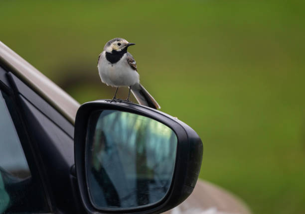 istock white wagtail bird standing on car mirror on spring day 2202334978