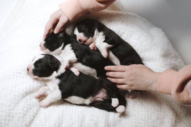istock Three newborn puppies sleep sweetly in caring hands. 2202336811