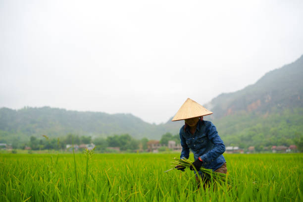 Mai Chau, Vietnam - May, 02, 2024: Female farmer at Chai Chau Valley harvesting rice from the field. Rice fields are very common in Vietnam, dating thousands of years, being growth across the country.
