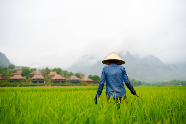 Mai Chau, Vietnam - May, 02, 2024: Female farmer at Chai Chau Valley harvesting rice from the field. Rice fields are very common in Vietnam, dating thousands of years, being growth across the country.