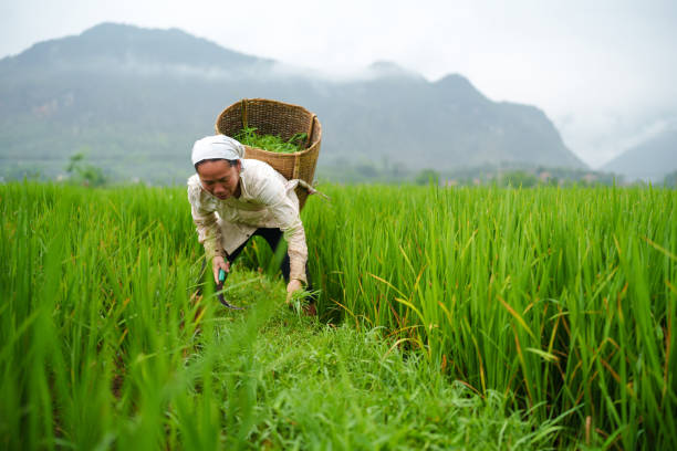 Mai Chau, Vietnam - May, 02, 2024: Female farmer at Chai Chau Valley harvesting rice from the field. Rice fields are very common in Vietnam, dating thousands of years, being growth across the country.