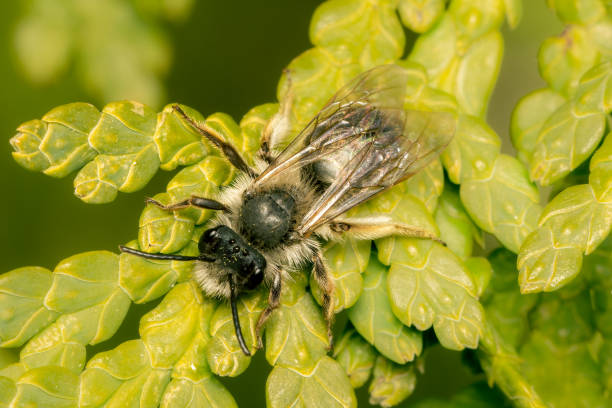 istock Top view on a small Andrena bee resting on a cedar tree on an ealy spring morning 2202340834