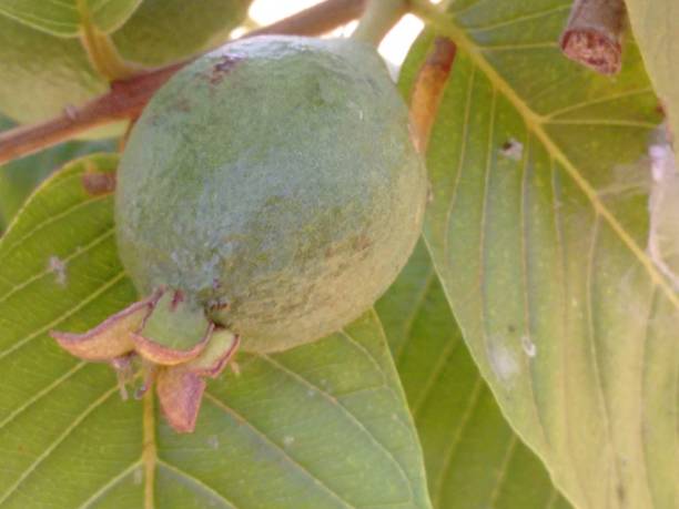 istock Guava has a thin skin that can be eaten along with its soft and juicy pulp. Its high antioxidant content, such as lycopene, contributes to health and makes this fruit an excellent option for a balanced diet. 2202343574