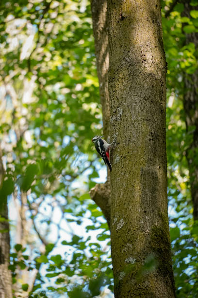 istock Woodpecker ready to peck wood 2202345100
