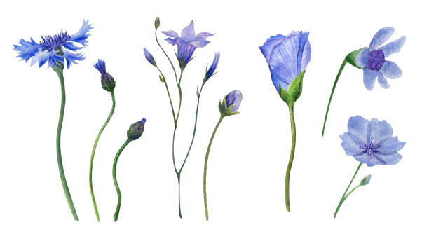 istock Wild flowers illustration collection: cornflowers and bellflowers, opened and buds. and Isolated hand drawn watercolour on white background. Botanical illustration. perfect for wedding and cards 2202345308