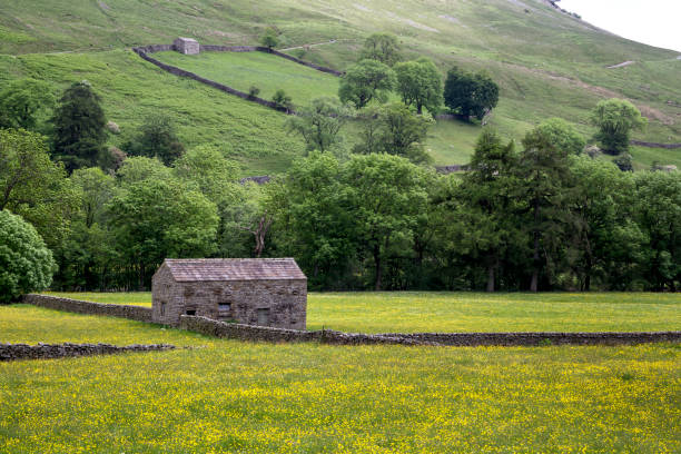 istock Wild Flower Meadow Yorkshire 2202348436
