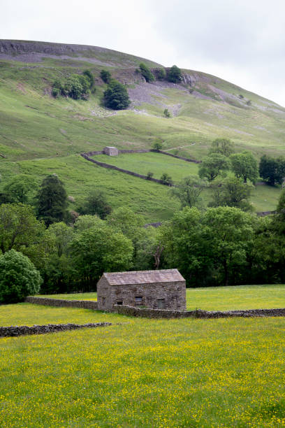istock Wild Flower Meadow Yorkshire 2202348629