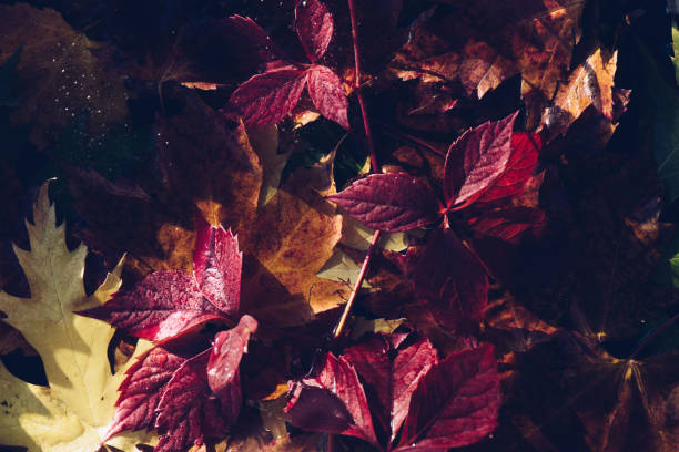 Red and orange autumn leaves background. Outdoor. Colorful backround image of fallen autumn leaves perfect for seasonal use.