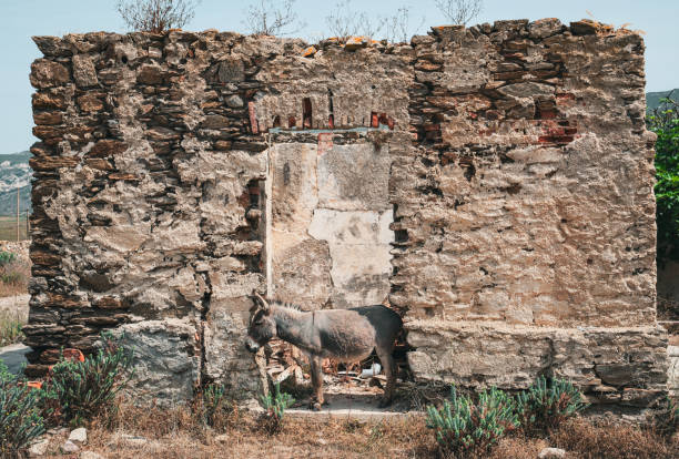 The island of Asinara, located in northern Sardinia, served as a prison island and was closed to the public from 1885 to 1997. After the prisons were shut down in 1997, it became a national park open to tourists. Today, it remains uninhabited by humans year-round, except for donkeys and other wild animals.  In the photo, an endemic donkey from Asinara takes shelter from the sun in the shade of a ruin.