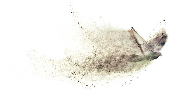 istock Dove. Abstract nature. Dispersion, splatter effect. White background. 2202353806
