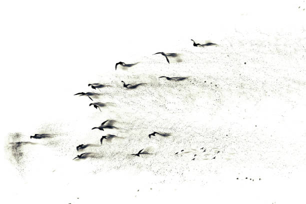 istock Birds. Abstract nature. Dispersion, splatter effect. White background. 2202355529