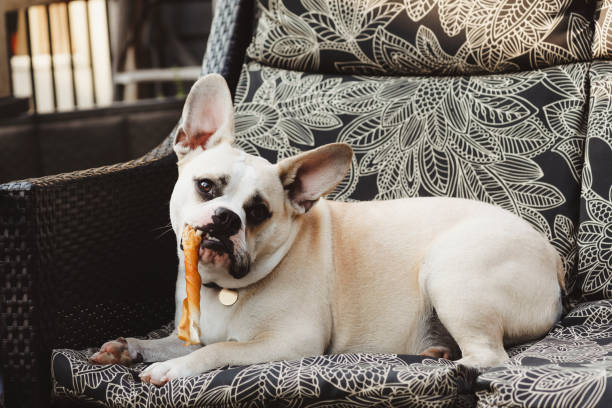 Dry food and Chewing bone isolated on a white background. Collage. Free space for text. Vertical photo