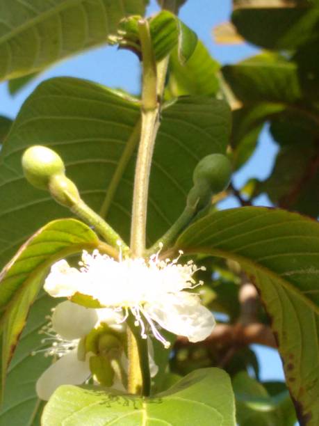 istock The guava flower bud, initially closed, soon transforms into a vibrant white flower. Its petals open gently, exposing the stamens that are essential for pollination. 2202356842