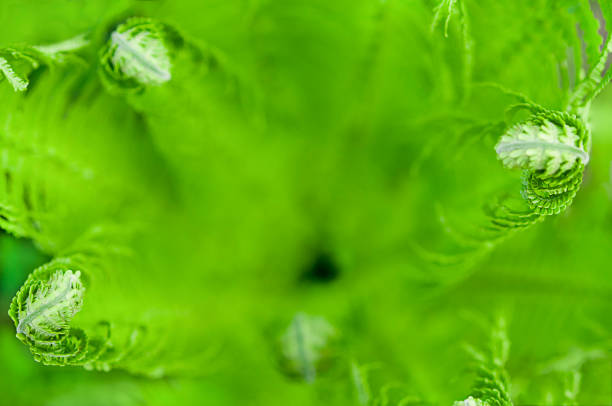 Abstract green defocused background