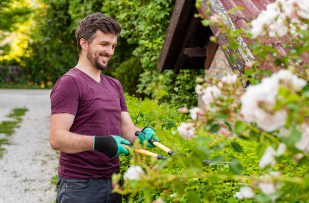 istock A happy man gardener trimming an hedge in spring yard. 2202357351