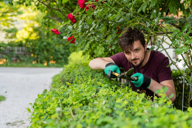 istock A man gardener trimming an hedge in spring yard. 2202357429