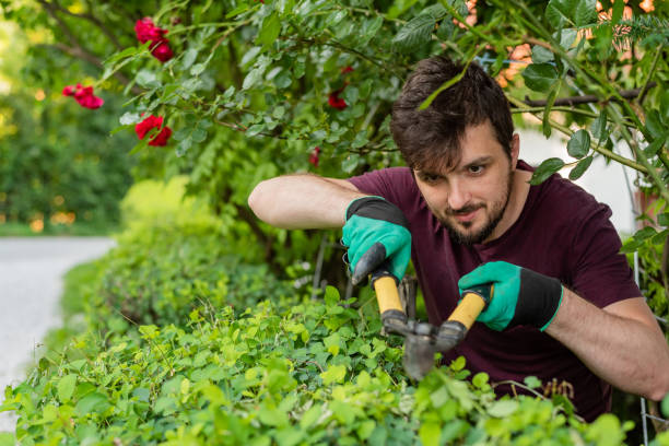 istock A man gardener trimming an hedge in spring yard. 2202357641