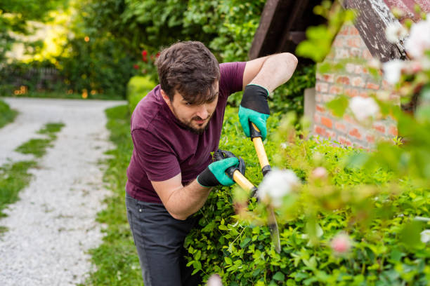 istock A man gardener trimming an hedge in spring yard. 2202357880