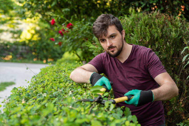 istock A man gardener trimming an hedge in spring yard. 2202357973