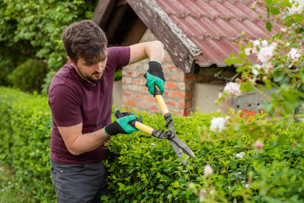 istock A man gardener trimming an hedge in spring yard. 2202358596