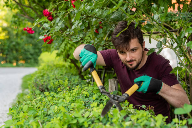 istock A man gardener trimming an hedge in spring yard. 2202358674