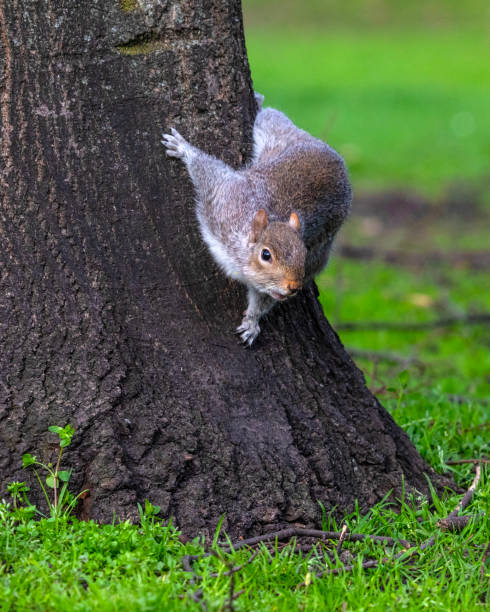 istock Squirrel on a Tree in a London Park 2202359881