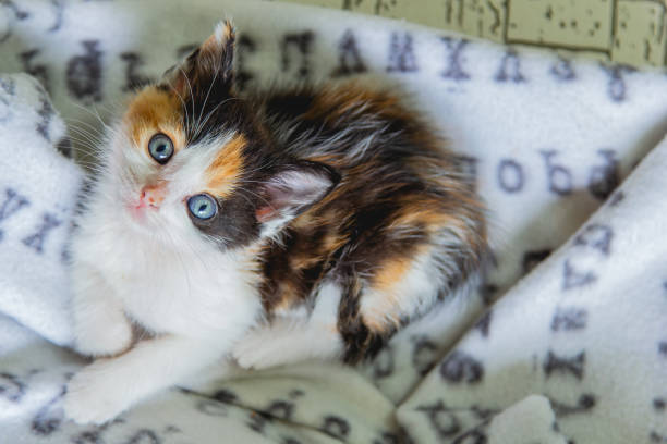 A small calico kitten with wide green eyes sits on a white fleece blanket with black text. The background is a light-colored floor with a subtle geometric pattern.