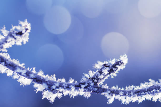 Back lit frozen branch covered by white crystals of rime ice on a defocused background with beautiful bokeh lights. Space for copy.