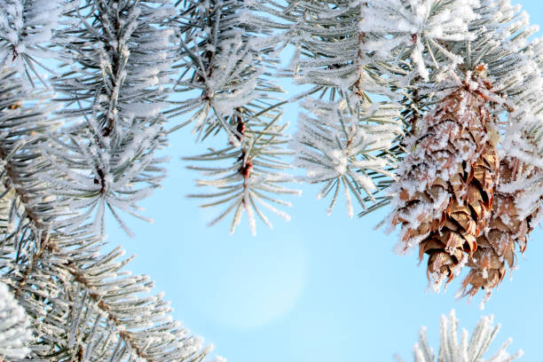 Spruce tree branch with cones covered by rime ice on a blue sky background.