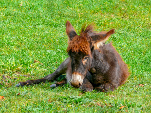 A young donkey (Equus asinus) with a nice pony hairdo is lying in a meadow. Taken in Tremosine on Lake Garda.