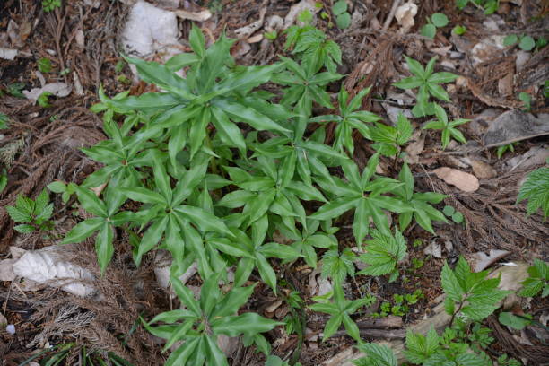 istock A Japanese cobra lily extending its leaves in spring 2202368076