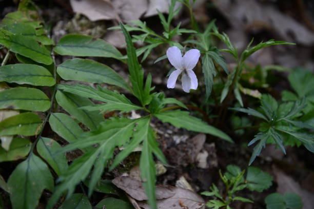 istock A Viola grypoceras blooming on a sunny slope in spring 2202368175