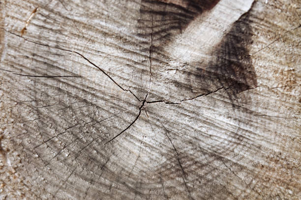 Close up of wood texture.