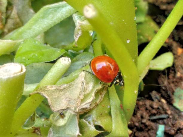 istock On the spinach leaves, the ladybug plays its role as an aphid predator. Its presence contributes to biological control, preserving the plant's health and promoting a pesticide-free environment. 2202369537