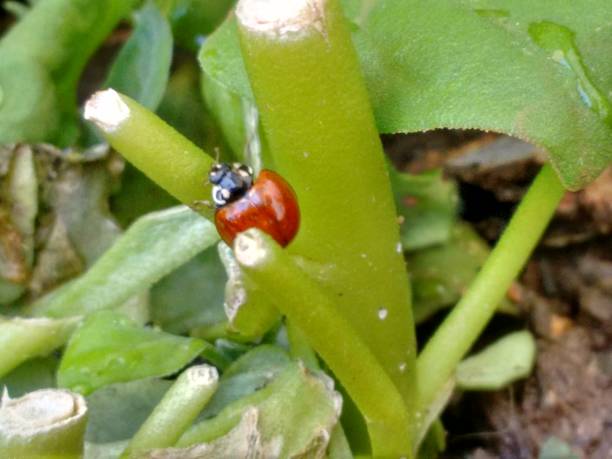 istock With its tireless action, the ladybug moves across the spinach leaves, consuming aphids. Its contribution to pest control is an essential factor in preserving plant health. 2202369545