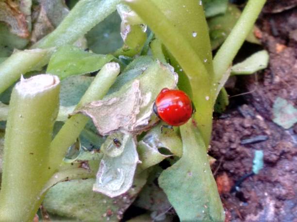 istock The ladybug feeds on aphids on the spinach leaves, helping to protect the plants from harmful pests. Its presence is a sign that biological control is functioning properly. 2202369956