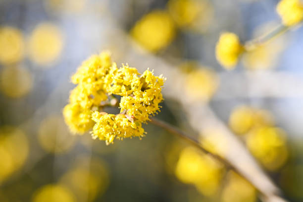 Close up of yellow blossom.