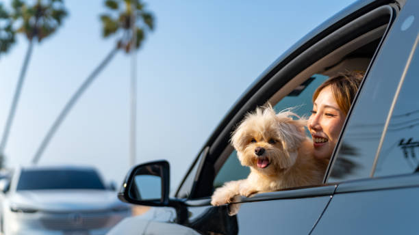 Young Asian woman road trip travel with dog on EV car. Happy Asian woman enjoy and fun outdoor lifestyle road trip travel with her Shih Tzu dog on EV car and looking beautiful nature out of the window on summer holiday vacation. happy car asian stock pictures, royalty-free photos & images