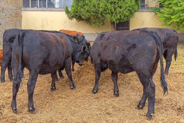 istock Herd of Cows Farm 2202373782
