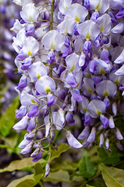 istock Blooming spring purple wisteria, colourful garden 2202374351
