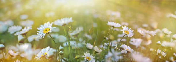 selective and soft focus on daisies flowers, beautiful nature in spring, daisy flowers lit by sunlight
