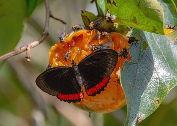 Butterflies and flies on ripe fruit