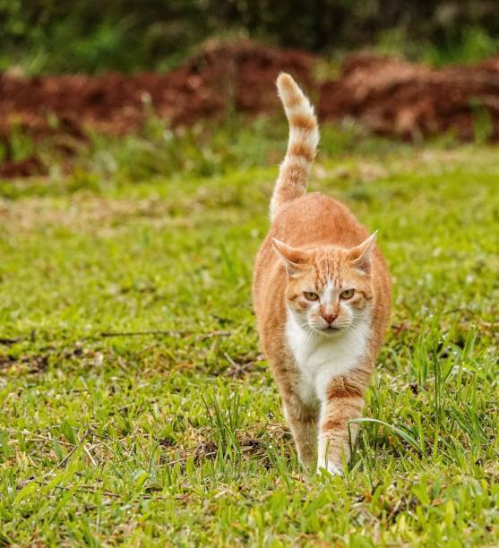istock Ginger cat walking on grassy field 2202375617