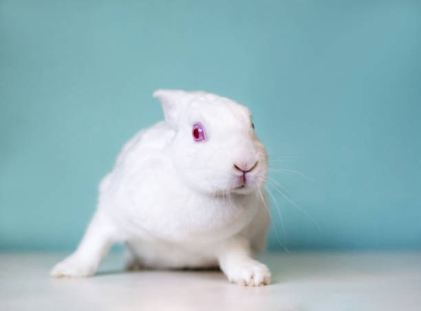 istock A white pet rabbit with red eyes and a nervous expression 2202376776