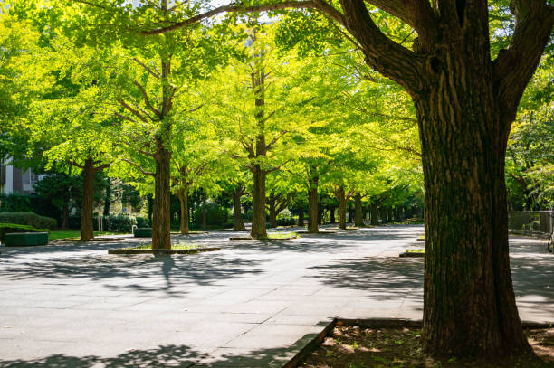istock Ginkgo tree line at Nerima Natsukumo Park 2202378468