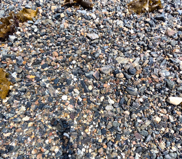 The natural textures of a beach, featuring fine sand interspersed with a high concentration of small shells and scattered rocks